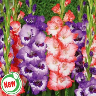Flower Tower Gladiolus Thumbnail